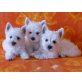 Zuckersüße Eisbären, West Highland White Terrier Welpen - Hündin