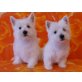 Zuckersüße Eisbären, West Highland White Terrier Welpen - Hündin