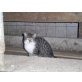 Zuckersüße Katzen zu VERSCHENKEN - Kater
