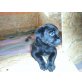 Zuckersüße Labradorhündin Welpen - Hündin