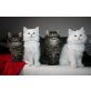 Zuckersüße MaineCoon-Perser-Kitten - Katze