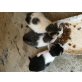 Zugelaufene Babykatzen! - Katze