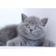 Zulus,Zazou,Zeppelin, Britisch Kurzhaarkatze - Kater