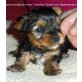 Zum Barbarakreuz, Yorkshire Terrier - Hündin