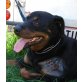 Zuppo, Rottweiler - Rüde