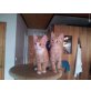 Zwei 10-Wochen-alte Kater suchen Zuhause! - Kater