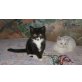 Zwei BKH Kitten suche noch, Britisch Kurzhaarkatze - Kater
