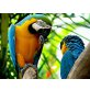 Zwei Blau und Gold Ara