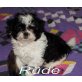 Zwei Chihuahua Mix Rüden suchen Dich Welpen - Rüde