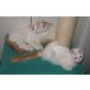 Zwei Kater auf der Suche, Türkische Van Katze - Kater