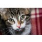 Zwei Katzenfindelkinder auf Heimatsuche - Kater