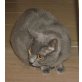 Zwei Mädchen suchen ein neues Zuhause, Chartreux - Katze