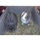 Zwei Mädels, Zwergkaninchen - weiblich