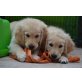Zwei. Qualität AKC Golden Retriever Welpen, Golden Retriever - Rüde