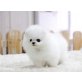 Zwei Qualität Deutscher Zwergspitz Welpen, Zwergspitz - Rüde