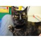 Zwei Schmuser warten auf Ihr Zuhause - Katze