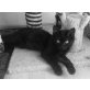 Zwei Schwarze Katzenbabys - Katze