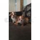 Zwei englische Bulldogge Welpen.   , Englische Bulldogge - Rüde