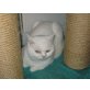 Zwei odd-eyed Kater auf der Suche, Britisch Kurzhaarkatze - Kater
