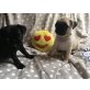 Zwei süße Altdeutsche Mopsbabys, Mops - Rüde