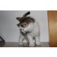 Zwei süße Kätzchen zu verschenken! - Katze