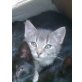 Zwei  süße Katzenkinder, EKH - Katze