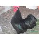 Zwerg-Australorps - weiblich