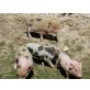 Zwerg-Schweine - weiblich
