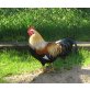 Zwerg Welsumer, Orangefarbig - weiblich