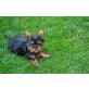 Zwerg Yorkshire Terrier Welpen - Hündin
