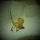 Zwergbartagame