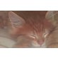 Zwerge, Maine Coon - Kater