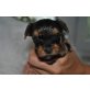 Zwerge der Rasse Yorkshire Terrier - Rüde