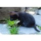 Zwergerl, Bayrische Tiger - Kater
