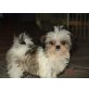 Zwergi, Shih Tzu - Hündin