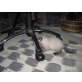 Zwergi, Thai-Siam - Kater