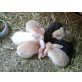Zwergkaninchen