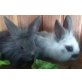 Zwergkaninchen