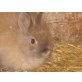 Zwergkaninchen