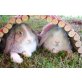 Zwergkaninchen