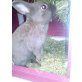 Zwergkaninchen - männlich