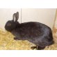 Zwergkaninchen und Angora-Mix-Kaninchen, Zwergkaninchen