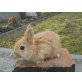 Zwergkaninchen -  verschiedene Rassen