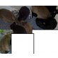 /, Zwergkaninchen - weiblich