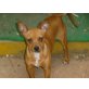 Zwergpinscher - Chihuahua - Hündin