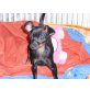 Zwergpinscher - Hündin