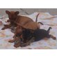 Zwergpinscher - Hündin