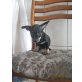Zwergpinscher - Hündin