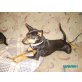 Zwergpinscher - Hündin