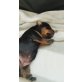 Zwergpinscher - Hündin